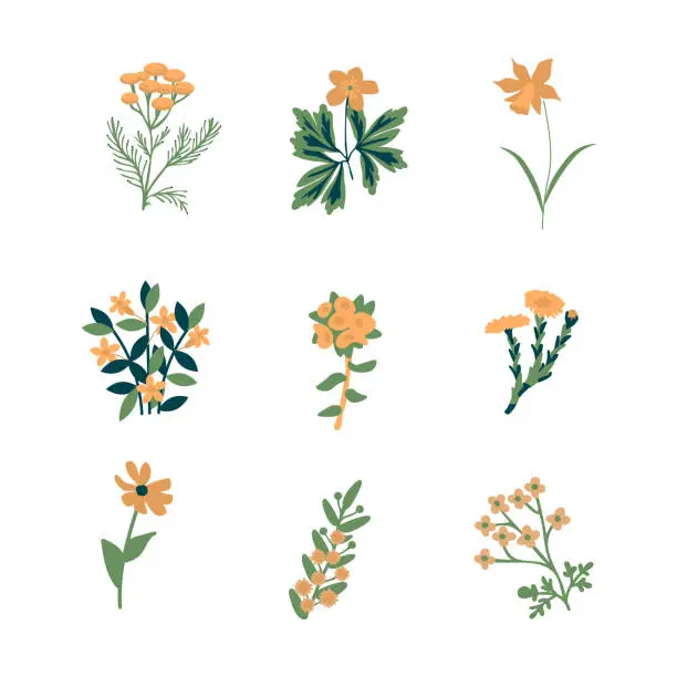 Vector illustration of Flowers isolated set