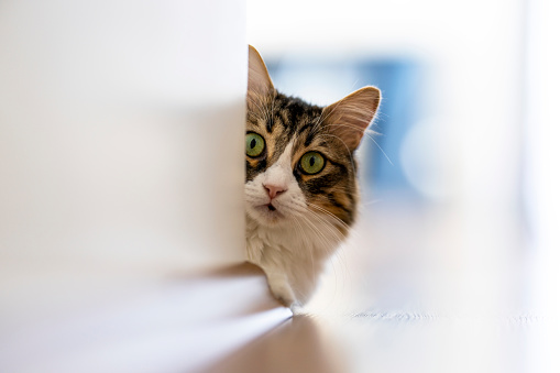 Norwegian forest cat looking out from behind the wall at home