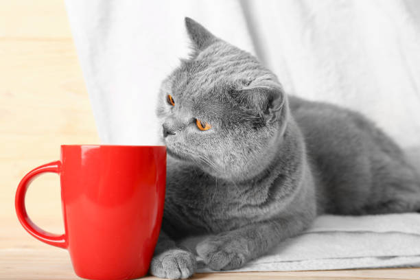 istock British cat in a white towel with red cup 1309426193