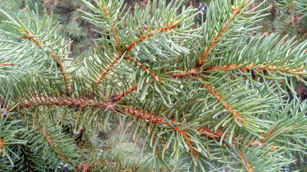 istock Green pine branch after rain. 1309428573