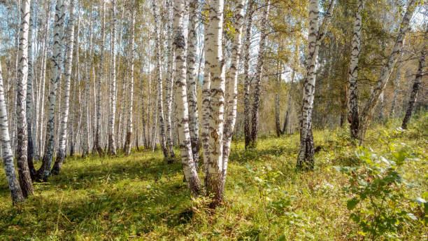 istock A magnificent birch grove. Autumn Russian forest in the sun. 1309429340