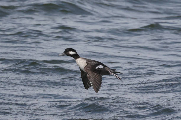 istock Bufflehead ducks hen in flight over the lake 1309429748