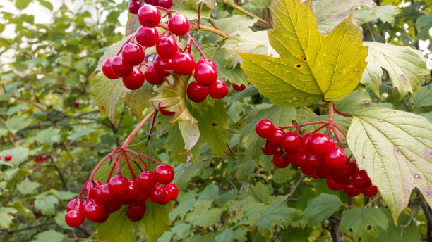 istock Viburnum hangs from the tree in red clusters. 1309429806