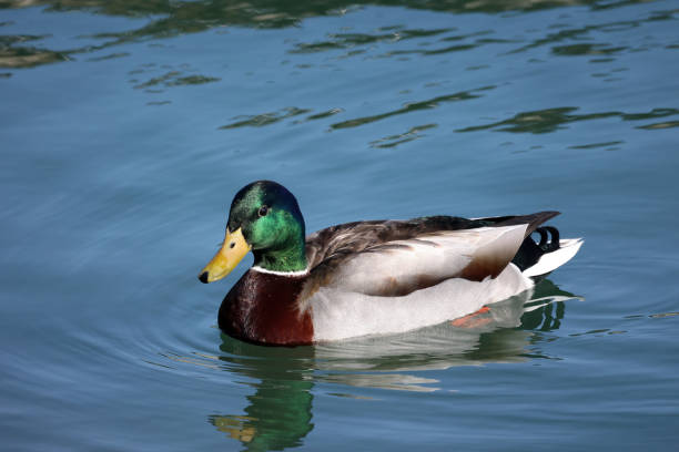 istock Mallards swimming at Lake Ontario 1309429811