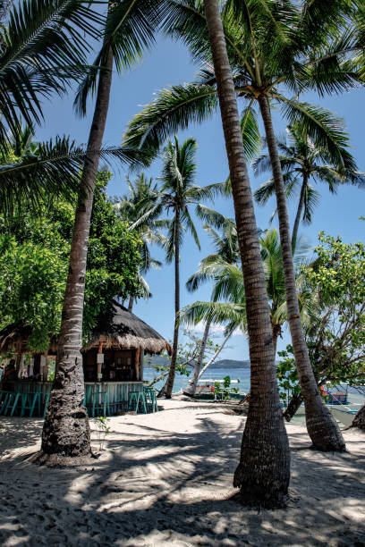 istock Beach bar close to the sea on the palm tree shadows 1309432865