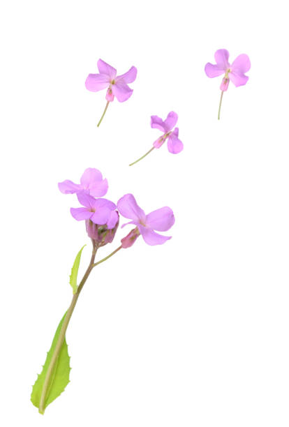 istock Pink phlox flowers on white 1309433462