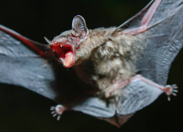 Greater Bamboo Bat (Tylonycteris robustula) Greater Bamboo Bat (Tylonycteris robustula),that live in caves Is a nocturnal animal Foul and dirty These bats are a collection of many diseases. And Colona virus. mouse eared bat photos stock pictures, royalty-free photos & images