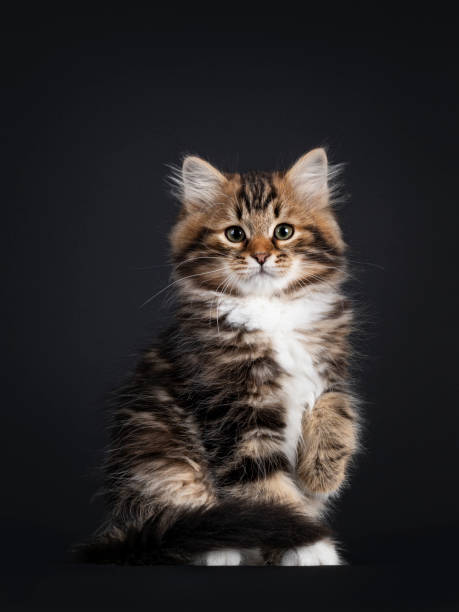 istock Siberian kitten on black background 1309435016