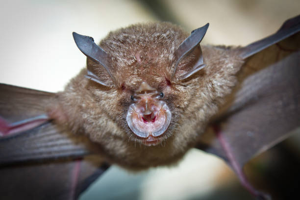 chauve-souris en fer à cheval intermédiaire (rhinolophus affinis) - intermediate photos et images de collection