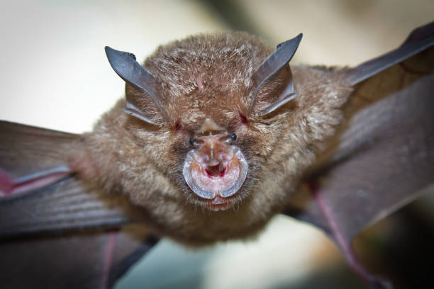 Intermediate Horseshoe Bat (Rhinolophus affinis) Intermediate Horseshoe Bat (Rhinolophus affinis),that live in caves Is a nocturnal animal Foul and dirty These bats are a collection of many diseases. And Colona virus. mouse eared bat photos stock pictures, royalty-free photos & images