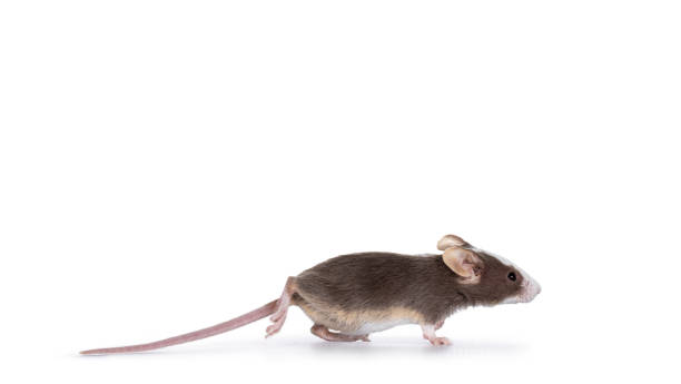 Common mouse on white background Cute brow with white baby mouse, running side ways. Iolated on white background. mus musculus stock pictures, royalty-free photos & images