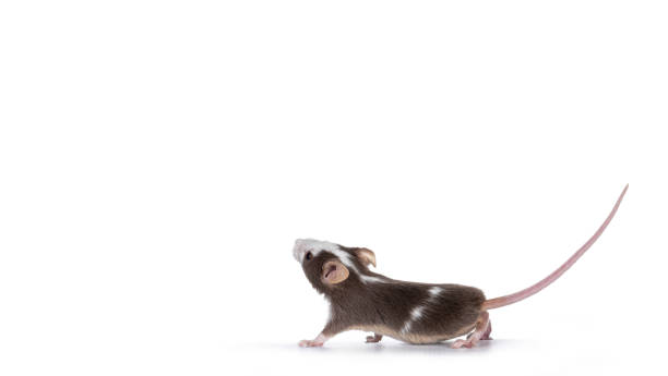 Common mouse on white background Cute brow with white baby mouse, standing side ways looking up. Isolated on white background mus musculus stock pictures, royalty-free photos & images