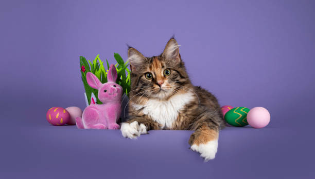istock Cat in Eastern setting on purple balckground 1309435148