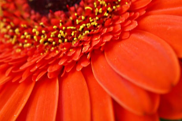 istock Macro Shot flower petal 1309435820