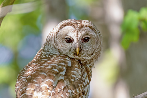 Female Barred Owl (Strix varia) waiting for her two owlets to leave the nest.