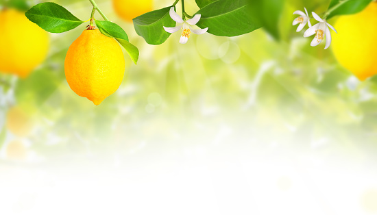 Sunny plantation with lemon trees and ripe fruits with blurred background.