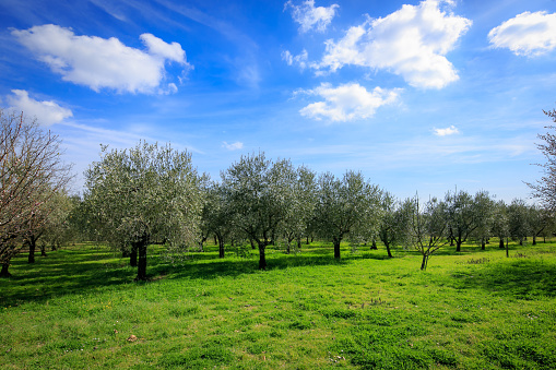 Agriculture. Olive trees grow in a meadow with wildflowers on a sunny, spring day