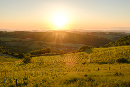 Tuscan vineyard in sunset