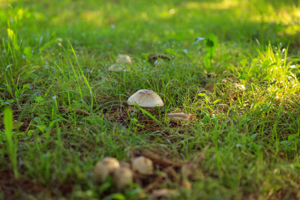 Mushrooms close up in garden