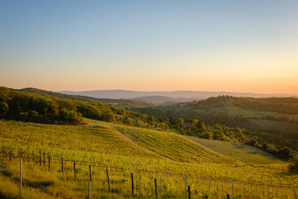 istock Tuscan vineyard in sunset 1309439361