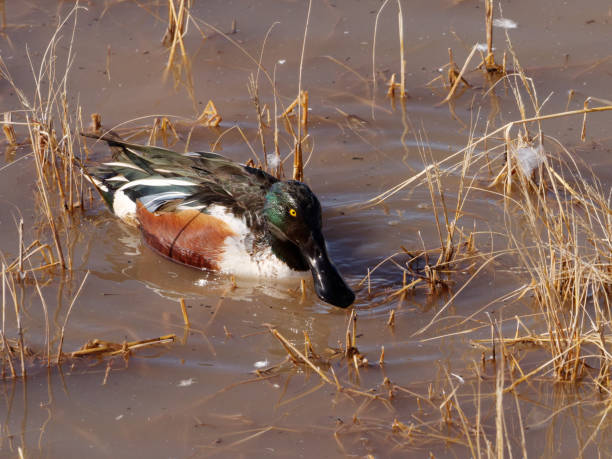 istock Northern Shoveler 1309441417