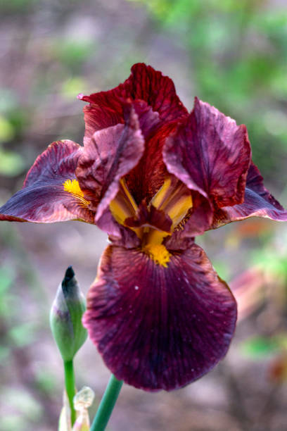 istock Blooming brown iris on a flower bed in a summer garden. 1309441645