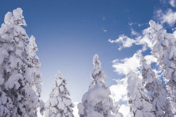 istock Winter trees under blue sky. Upper branches of firs under snow. 1309442912