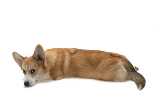 istock corgi welsh pembroke isolated 1309443123