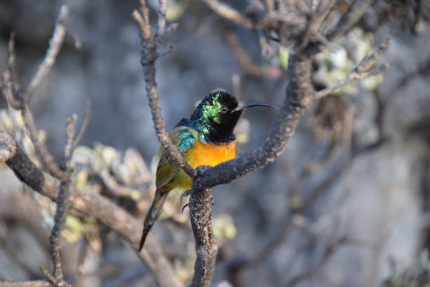 istock Orange-breasted Sunbird on Table Mountain, South Africa 1309443635