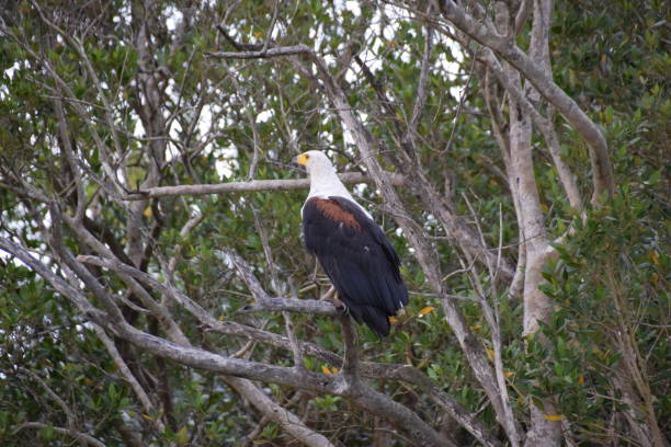 istock African Fish Eagle, St Lucia, South Africa 1309443661