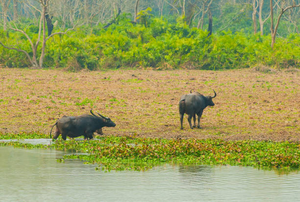 istock Wild Water buffalo are crossing the river. 1309443671