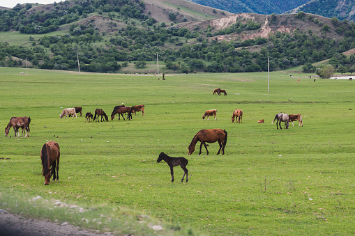 A large herd of horses grazing in the hills. Animal husbandry. Wild animal grazing.