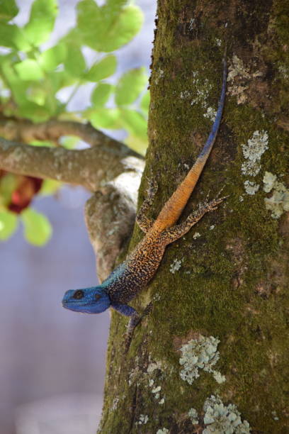 istock Southern Tree Agama, Acanthocercus atricollis, Swaziland 1309444158