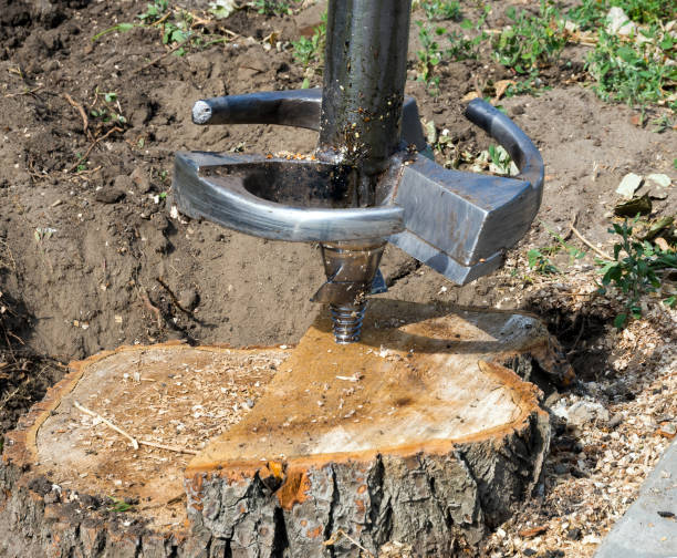 istock Mechanical lifting of a stump using a rotating cutter 1309446188