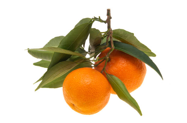 istock tangerines with leaves isolated 1309446581