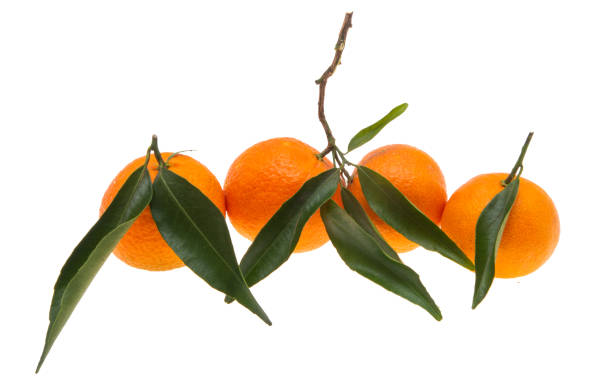 istock tangerines with leaves isolated 1309446582