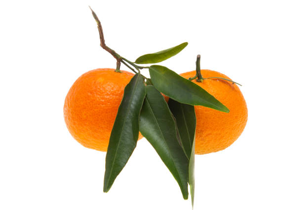 istock tangerines with leaves isolated 1309447112