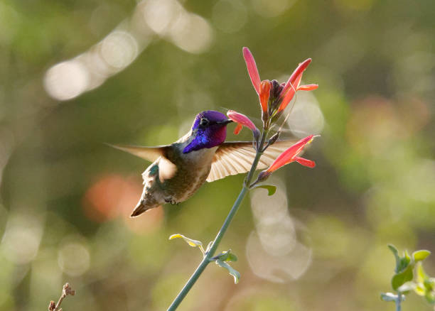 istock Costa's Hummingbird - Calypte costae 1309447511