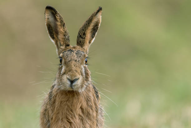 European hare Portrait of an european hare (Lepus europaeus). animal ear stock pictures, royalty-free photos & images