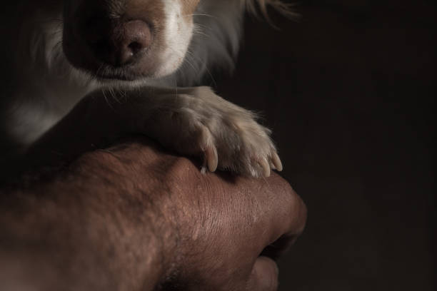 istock Guy hand and dog's paw 1309448574