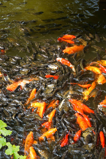 istock Koi Goldfish Carp Grass Carp in Water 1309449719