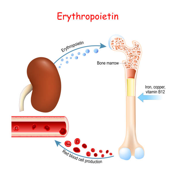 Erythropoietin. Glycoprotein cytokine secreted by the kidney Erythropoietin. Glycoprotein cytokine secreted by the kidney in response to cellular hypoxia that stimulates red blood cell production (erythropoiesis) in the bone marrow. Vector illustration erythropoietin stock illustrations