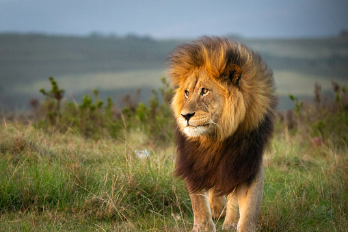 León macho caminando a través de la hierba y observando el medio ambiente photo