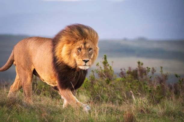 male lion walking through grass and observing the environment - lion africa safari south africa imagens e fotografias de stock