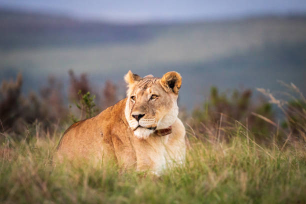 istock A single female lion lying in grass observing the environment 1309451289