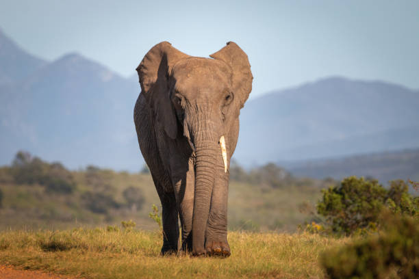 istock Elephant in South Africa 1309452332