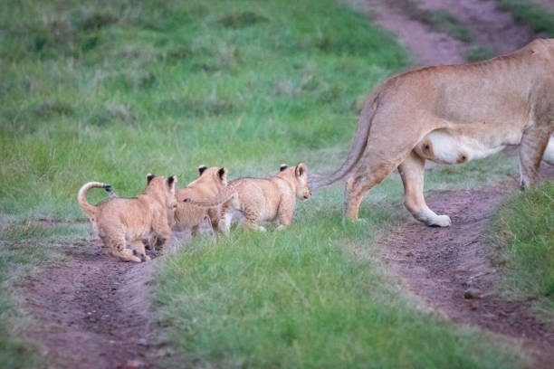 istock A lion mother with followed by its cubs 1309452460