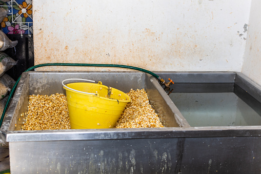 double system for washing corn and storing water with a bucket of yellow water inside the corn