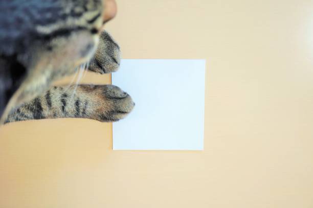 istock Mockup of square blank title space on flooring background with Tabby cat 1309452591