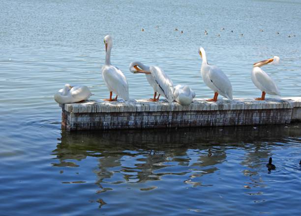 pelicanos brancos americanos (pelecanus erythrorhynchos) em pé em uma parede de tijolos perto de um lago da flórida - bird animal flock of birds number 6 - fotografias e filmes do acervo